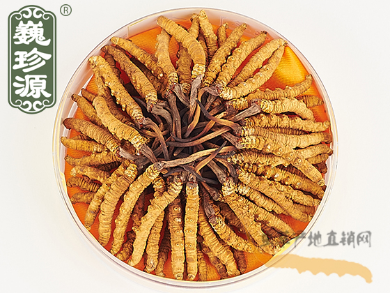 那曲冬蟲夏草1.8條/克 精選頂級蟲草