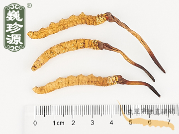 冬蟲夏草 那曲冬蟲夏草1.8條/克 精選頂級蟲草
