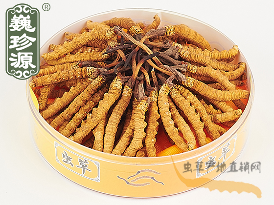 那曲冬蟲夏草1.8條/克 精選頂級蟲草