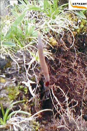 冬蟲夏草如何采挖?藏民正在用工具采挖冬蟲夏草,挖開土露出了冬蟲夏草埋在地下的蟲身