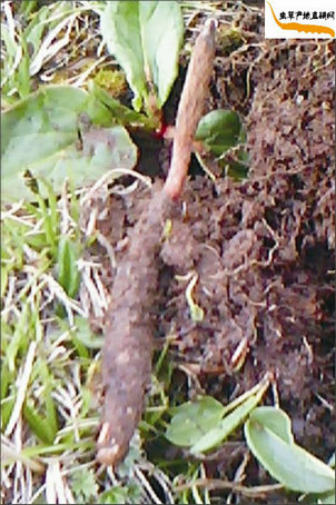 剛采挖出來的冬蟲夏草,蟲身還包著泥土,這時的冬蟲夏草也叫新鮮冬蟲夏草