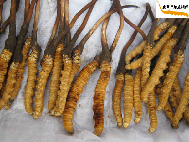 剛刷去泥土的新鮮冬蟲夏草
